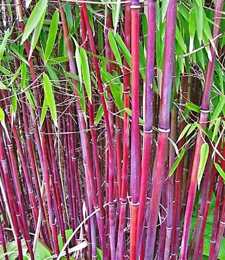 50 Siergras Clumping Bamboo Seeds - Seed World