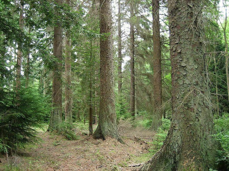 50 Sitka Spruce Seeds - Seed World