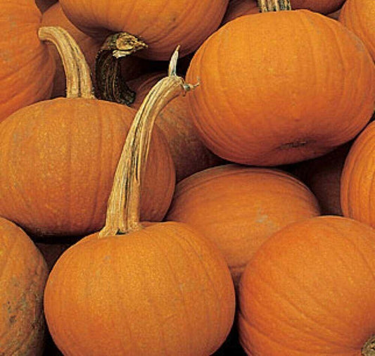 50 Small Sugar Pumpkin (Cucurbita Pepo) Seeds - Seed World