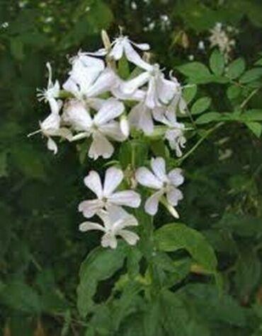 50 Soapwort (Saponaria) White Seeds - Seed World