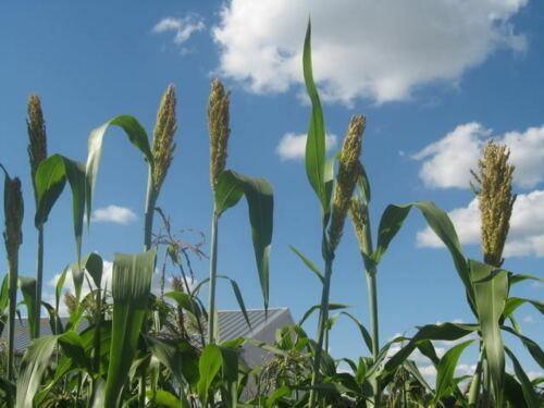 50 Sorghum Broom Corn Mix Seeds - Seed World