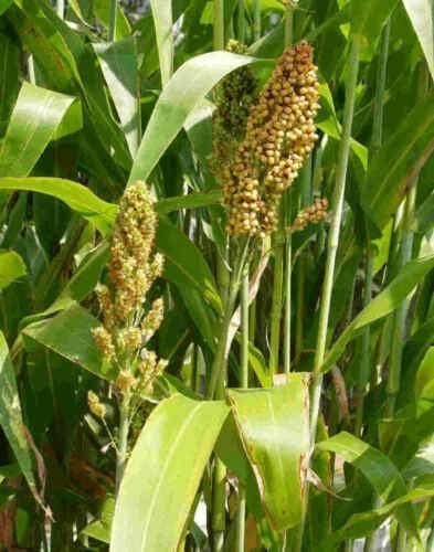 50 Sorghum Broom Corn Mix Seeds - Seed World