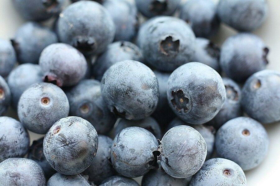 50 Southern Black Highbush Blueberry Tree Seeds - Seed World