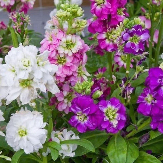 Colorful mix of white, pink, and purple flowers with green leaves.