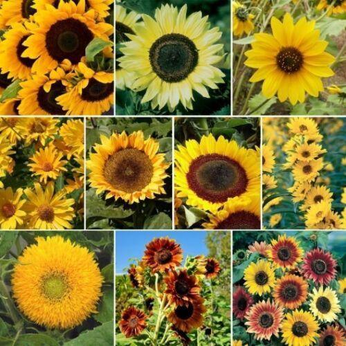 50 Sunny Sun Power Sunflower Mix Seeds - 10 Species - Seed World
