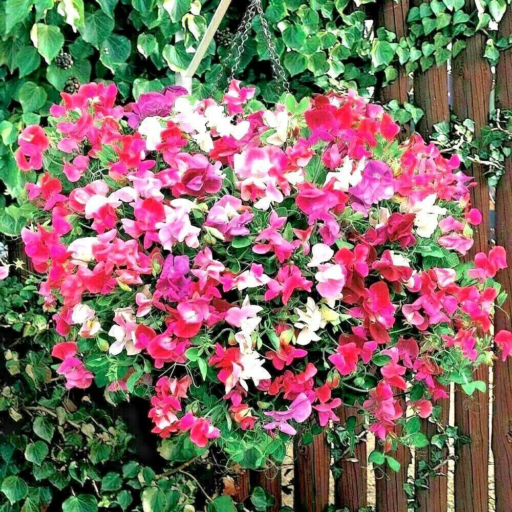 50 Sweet Pea "Knee High Mix" Seeds - Seed World