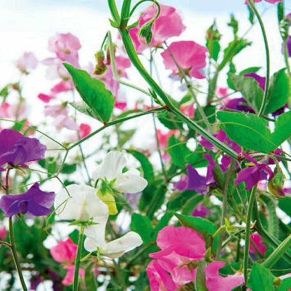 50 Sweet Pea "Knee High Mix" Seeds - Seed World