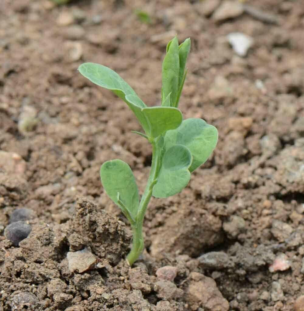 50 Sweet Pea "Knee High Mix" Seeds - Seed World