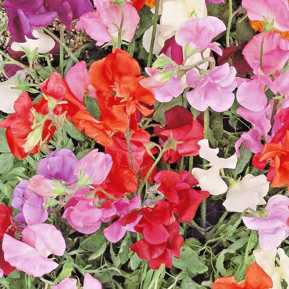 50 Sweet Pea "Knee High Mix" Seeds - Seed World