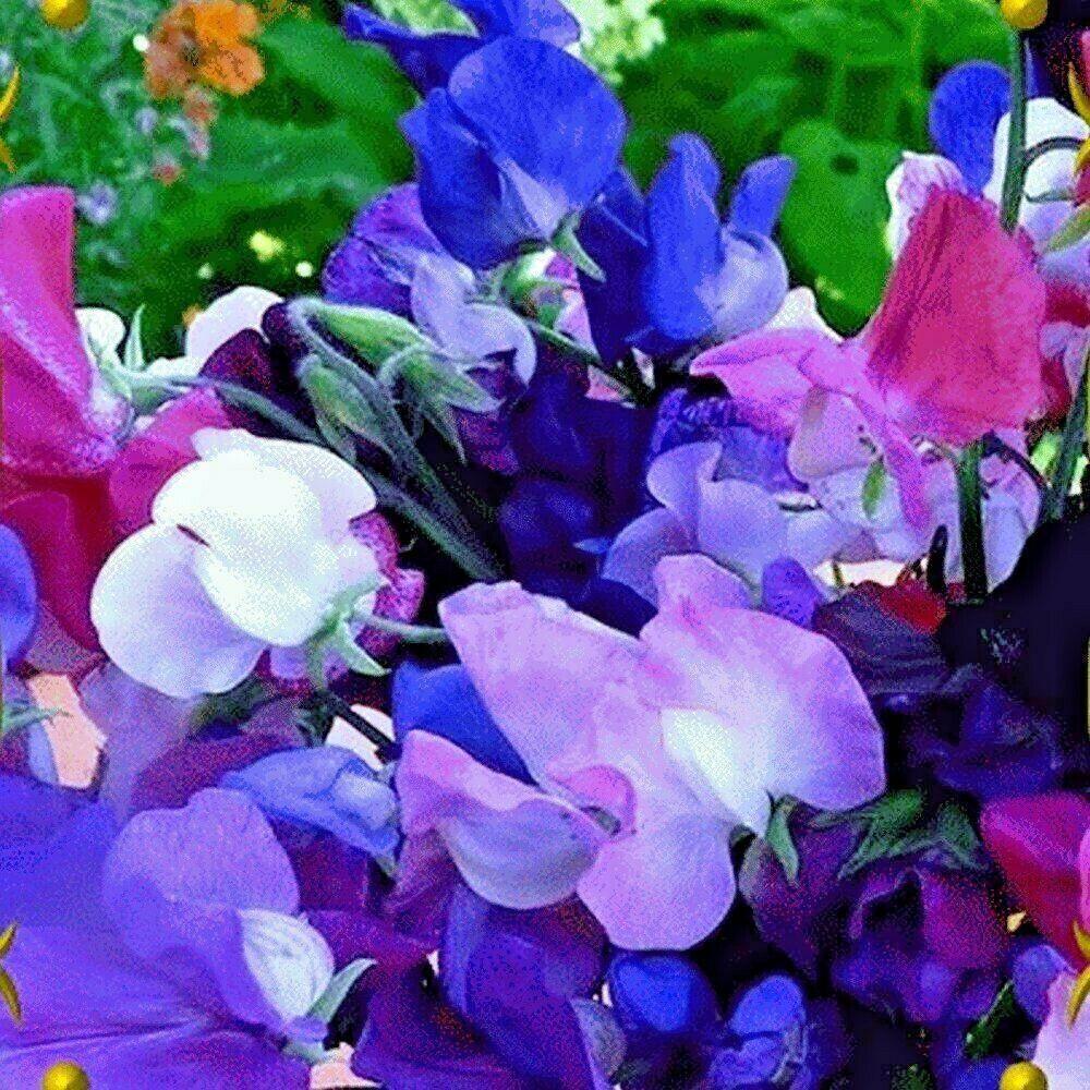 50 Sweet Pea "Knee High Mix" Seeds - Seed World