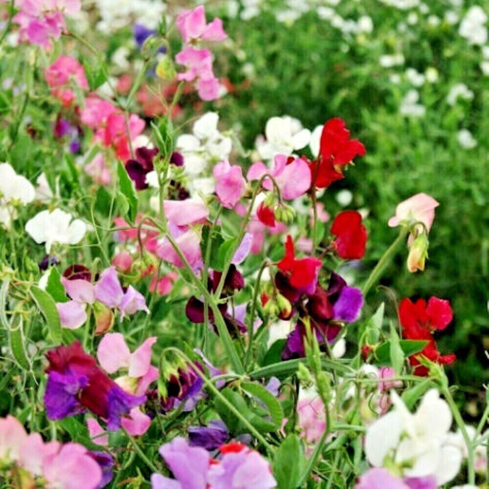 50 Sweet Pea "Knee High Mix" Seeds - Seed World