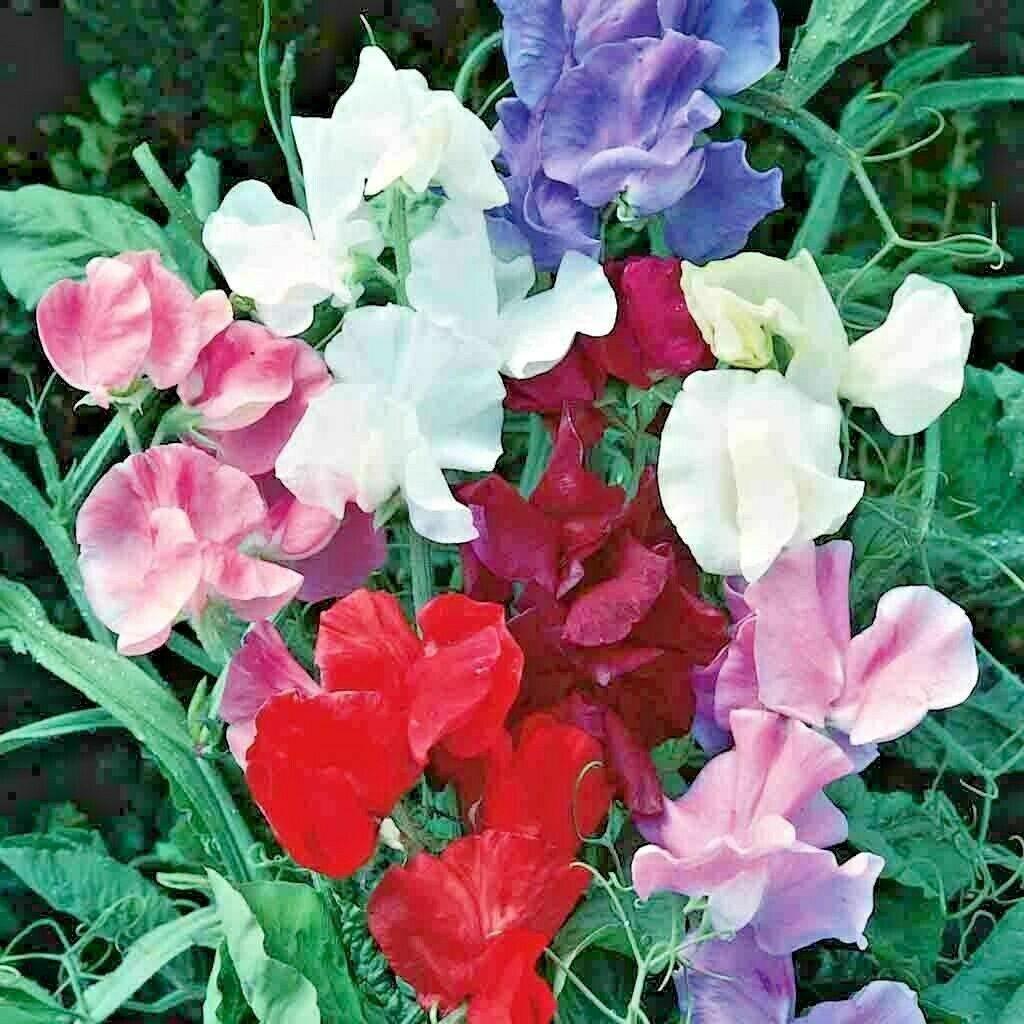 50 Sweet Pea "Knee High Mix" Seeds - Seed World