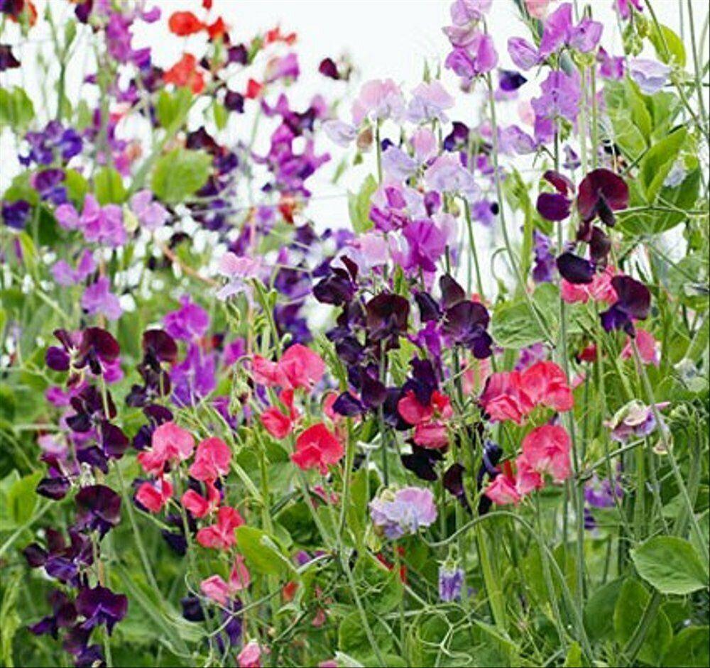 50 Sweet Pea "Knee High Mix" Seeds - Seed World