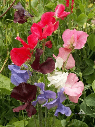 50 Sweet Pea Seeds - Early Multiflora Mix - Seed World