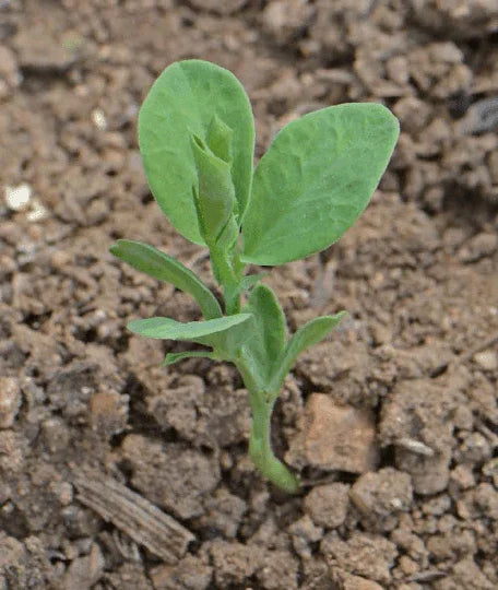 50 Sweet Pea Seeds - Early Multiflora Mix - Seed World