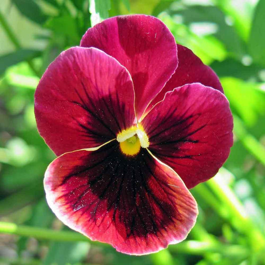 50 Swiss Giant Claret Pansy Seeds - Seed World