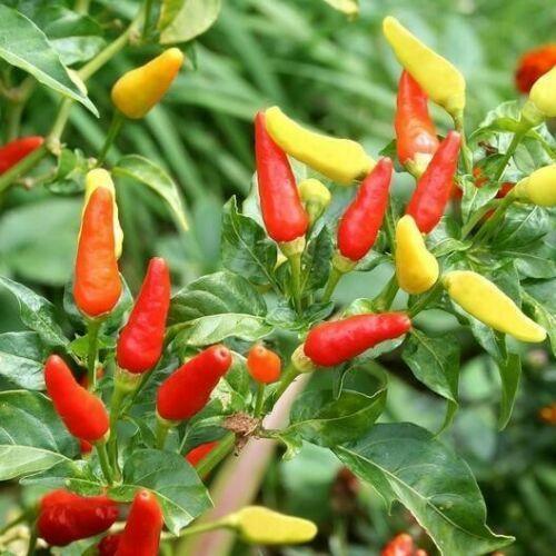 50 Tabasco Pepper Seeds - Seed World