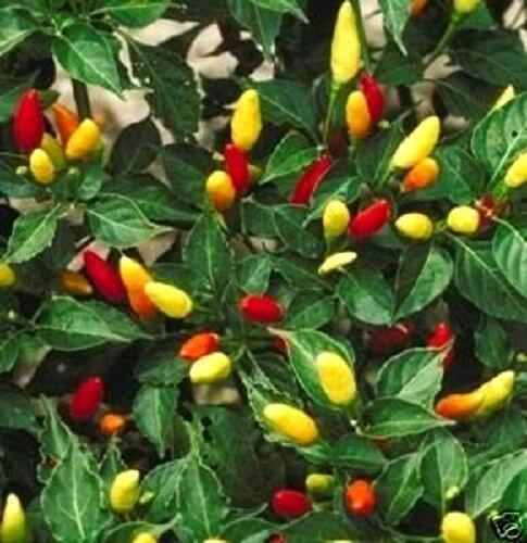 50 Tabasco Pepper Seeds - Seed World