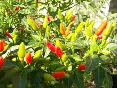 50 Tabasco Pepper Seeds - Seed World
