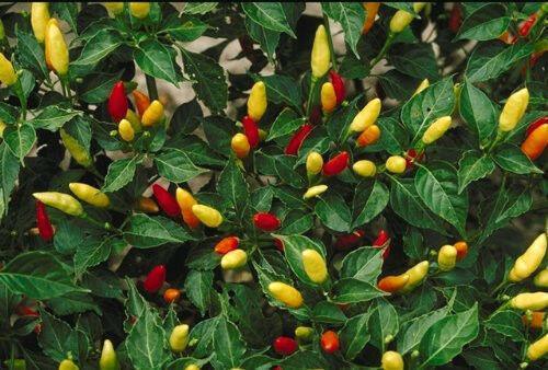50 Tabasco Pepper Seeds - Seed World