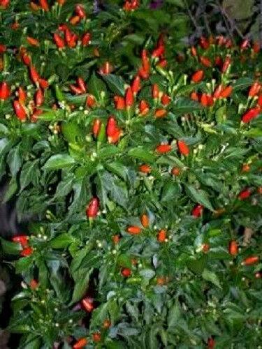 50 Tabasco Pepper Seeds - Seed World
