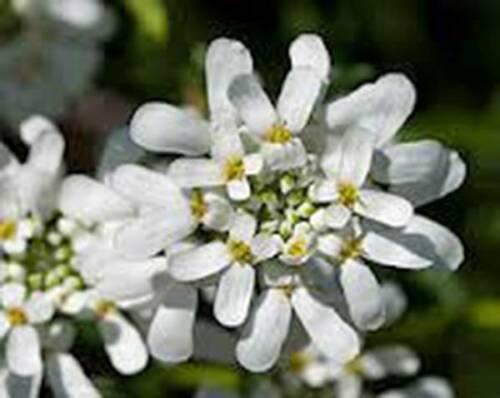 50 Tall Mixed Candytuft (Iberis Umbellata) Seeds - Seed World