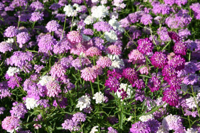 50 Tall Mixed Candytuft (Iberis Umbellata) Seeds - Seed World