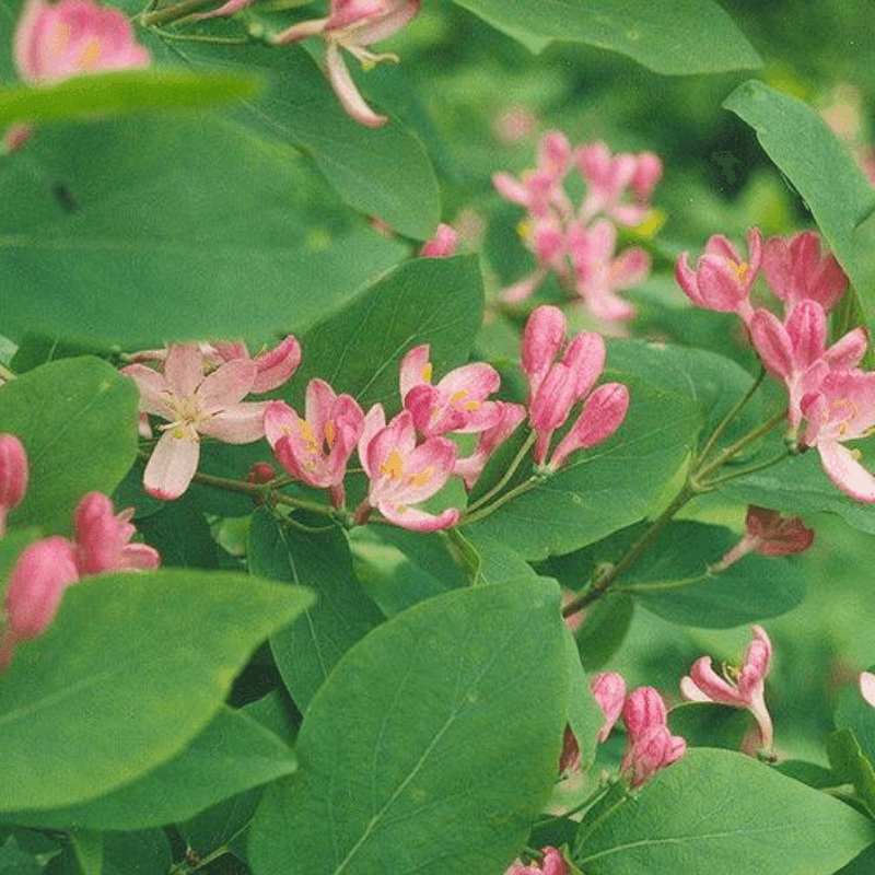 100 Tatarian Honeysuckle Seeds - Seed World