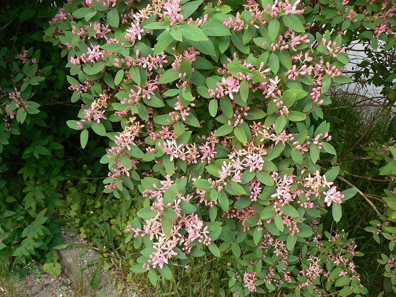 100 Tatarian Honeysuckle Seeds - Seed World