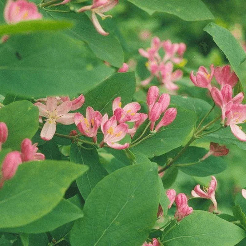 50 Tatarian Honeysuckle Seeds - Seed World