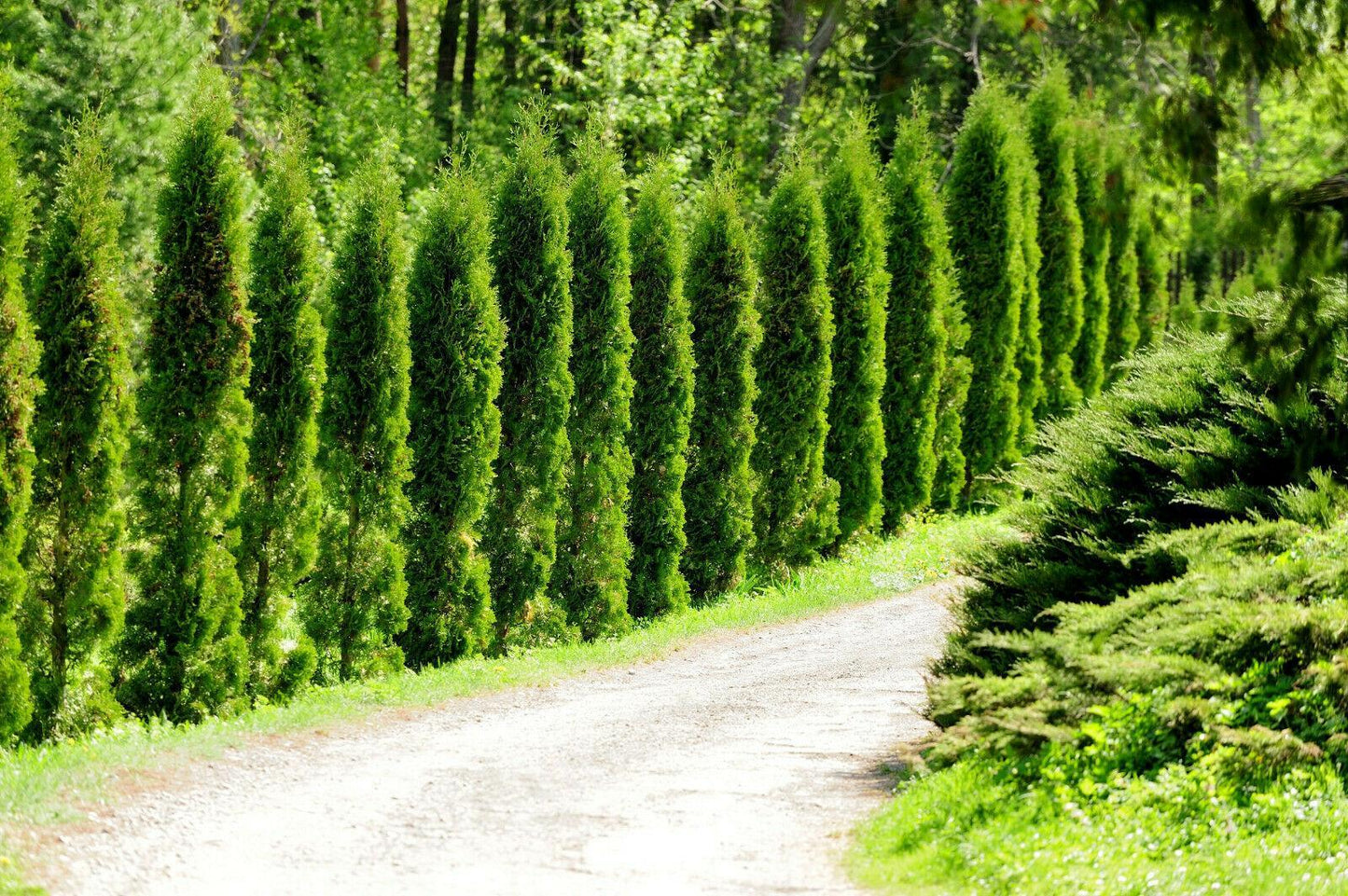 50 Thuja Tree Seeds - Thuja occidentalis - Seed World
