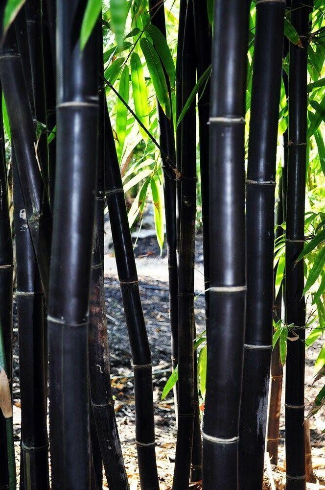 50 Timor Black Bamboo Seeds - Seed World