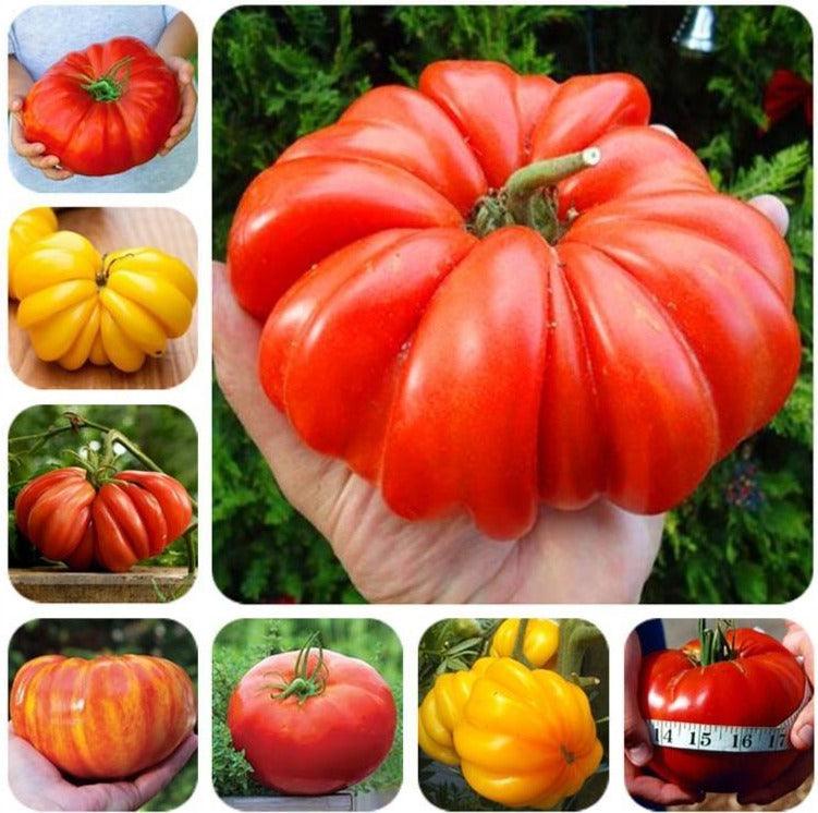 50 Tomato Plants Organic Heirloom Perennial NON-GMO Seeds - Seed World
