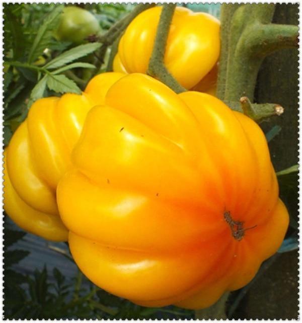50 Tomato Plants Organic Heirloom Perennial NON-GMO Seeds - Seed World