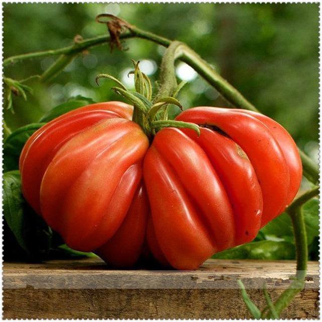 50 Tomato Plants Organic Heirloom Perennial NON-GMO Seeds - Seed World