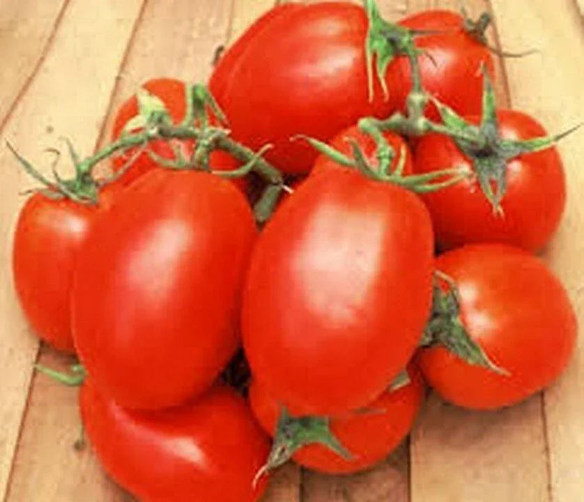 50 Tomato Roma Seeds - Seed World