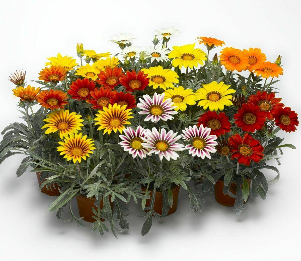 50 Treasure Flower Gazania Mix Seeds - Seed World