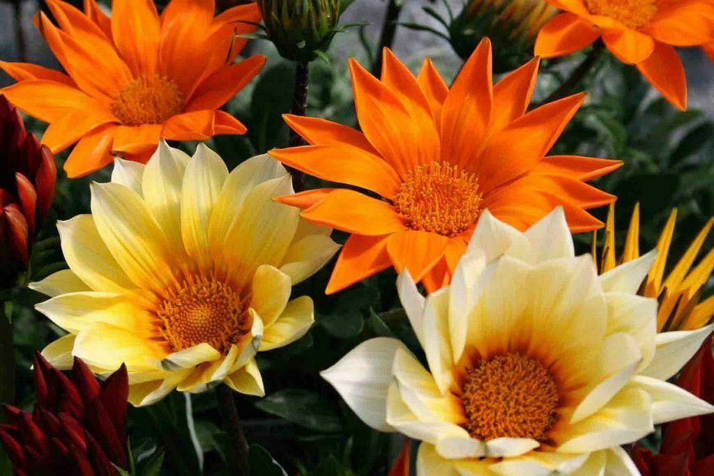50 Treasure Flower Gazania Mix Seeds - Seed World