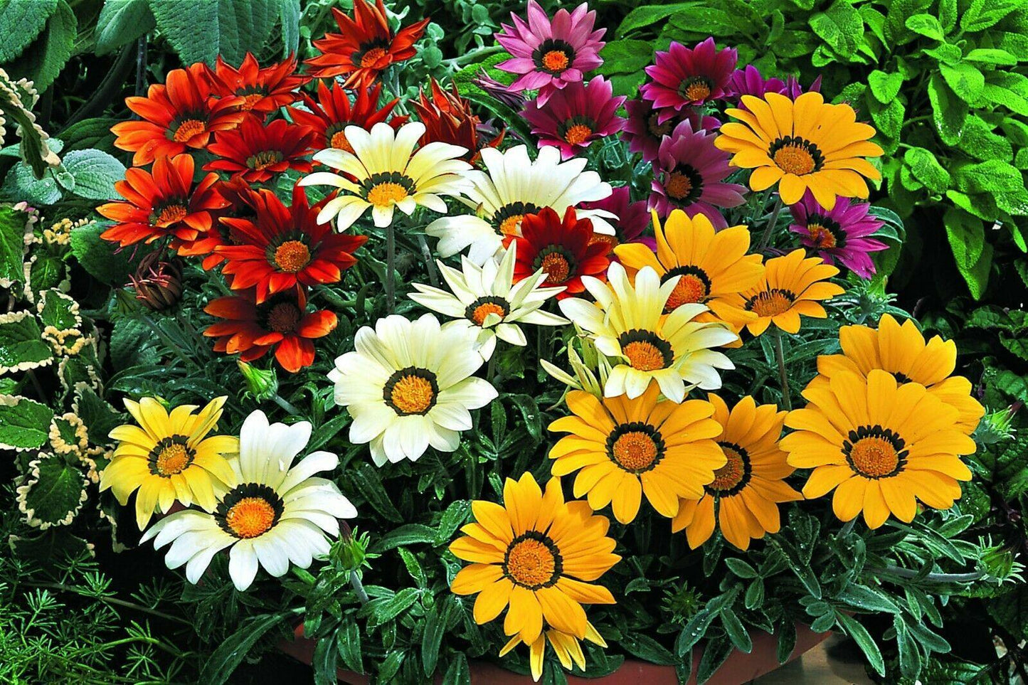 50 Treasure Flower Gazania Mix Seeds - Seed World