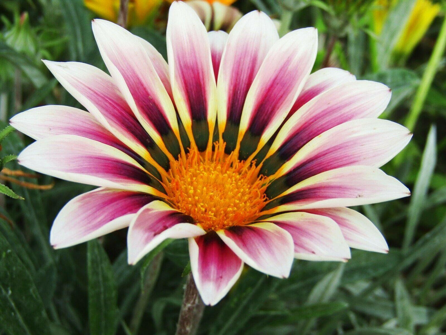 50 Treasure Flower Gazania Mix Seeds - Seed World