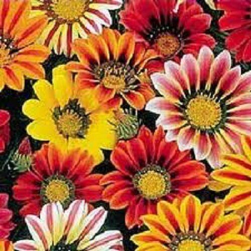 50 Treasure Flower Gazania Mix Seeds - Seed World