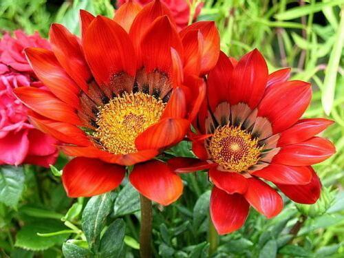 50 Treasure Flower Gazania Mix Seeds - Seed World