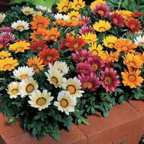 50 Treasure Flower Gazania Mix Seeds - Seed World