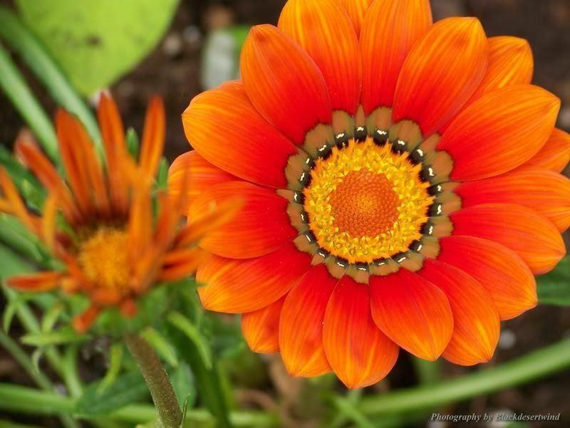 50 Treasure Flower Gazania Mix Seeds - Seed World