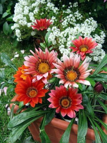 50 Treasure Flower Gazania Mix Seeds - Seed World