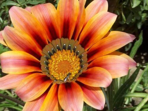 50 Treasure Flower Gazania Mix Seeds - Seed World