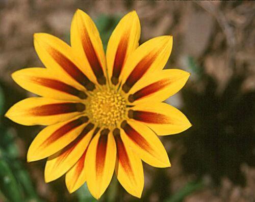 50 Treasure Flower Gazania Mix Seeds - Seed World