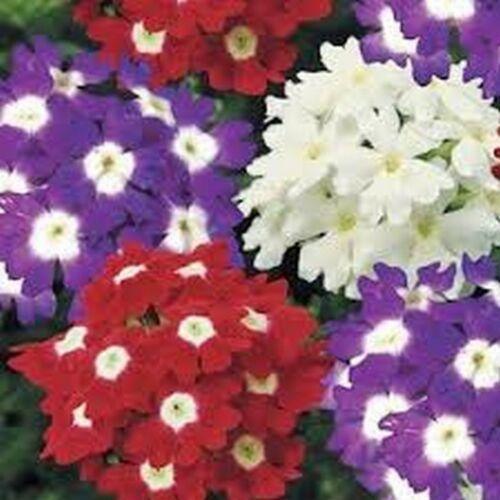50 Verbena - Mixed Seeds - Seed World