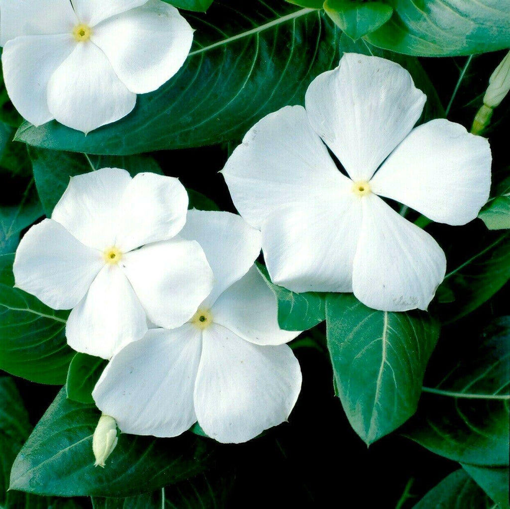 50 Vinca Periwinkle White Seeds Seed World