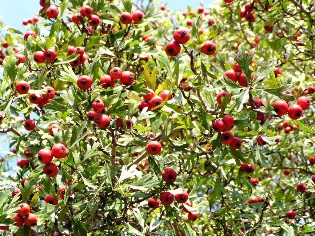 50 Washington Hawthorn Seeds - Seed World